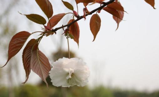 杭州西溪 赏芦获飞雪